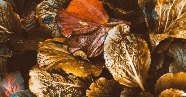 7 Things that we Love About Autumn